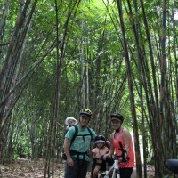 bamboo forest with family