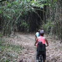 riding through bamboo forest