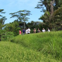 Daniel group - rice paddies
