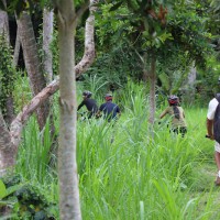 pura taman water temple