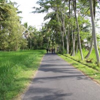 biking along the rice fields