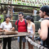 visit luwak coffee plantation