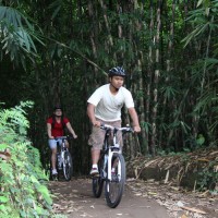 through the bamboo forest