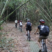 ride through bamboo forest