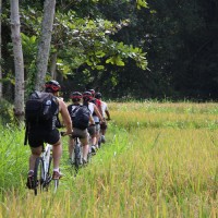 rice paddies around water temple