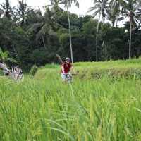 ride through rice paddies