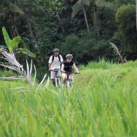 rice paddies cycling