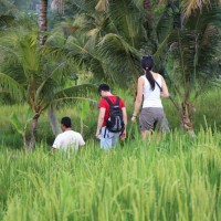 rice paddies trekking