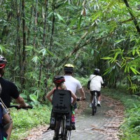 riding through bamboo forest