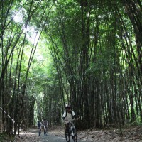 riding through bamboo forest