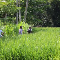 ride through rice paddies