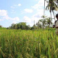 closer look at rice paddies