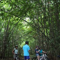 riding through bamboo forest