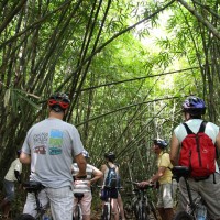 amazing bamboo forest