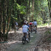 bike tour in bamboo forest