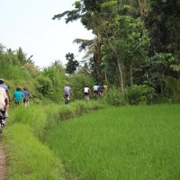 riding through the rice paddies