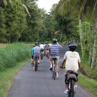 through another rice paddies