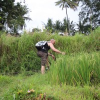 rice paddies field