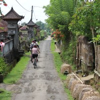 cock fighting along the road