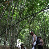 photo inside bamboo forest