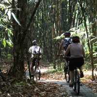 cycling bamboo forest