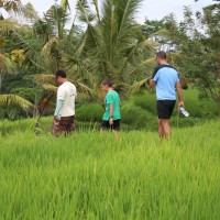 short trekking thru rice paddies