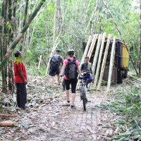 entering bamboo forest