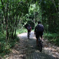 biking inside bamboo forest #3