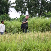 passing the rice paddies