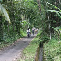 green countryside #4