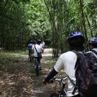 bike trips amid bamboo forest #1