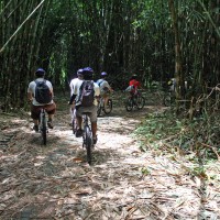 bike trips amid bamboo forest #2