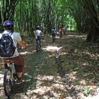bike trips amid bamboo forest #3