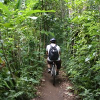 through plantations #1