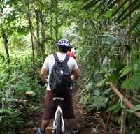 through plantations #2