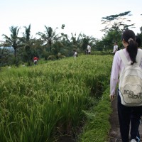 short trekking rice paddies #1