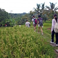 short trekking rice paddies #2