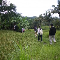 short trekking rice paddies #3