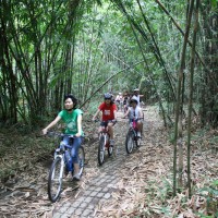 bamboo forest cycling #4