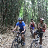 inside bamboo forest #3