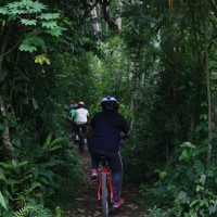 cycle through plantation #3