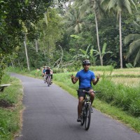 rice paddies landscape #1
