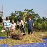 rice harvesting in bali