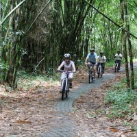 bamboo forest ride