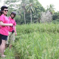 through the rice paddies