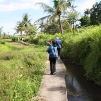 walk through the rice paddies