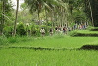 Rice paddies Bali cycling tracks photos #7