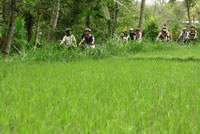 Rice paddies Bali cycling tracks photos #8