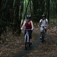 riding inside the bamboo forest