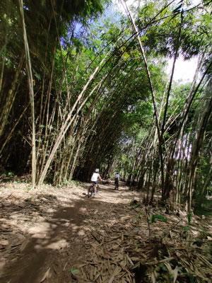 Bamboo forest cycling tracks - off roads 02
